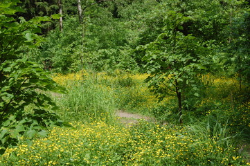 path in the forest