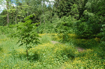 path in the forest