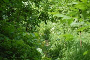 path in the forest