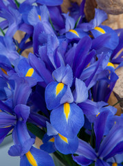 Spring flowers. Keukenhof Netherlands