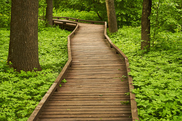 wooden road through the forest in marshland