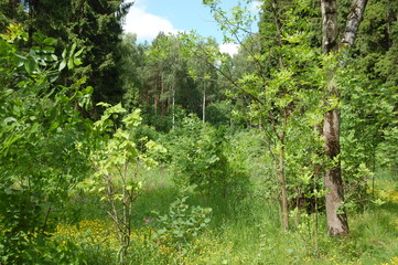 path in the forest