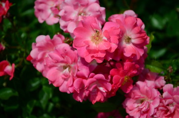 amazingly beautiful roses on the island of Nessebar Bulgaria