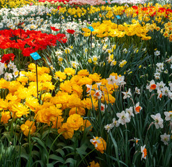 Spring flowers. Keukenhof Netherlands