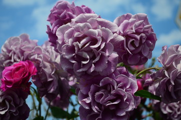 Fototapeta premium amazingly beautiful roses on the island of Nessebar Bulgaria