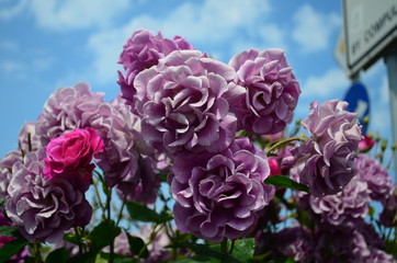 amazingly beautiful roses on the island of Nessebar Bulgaria