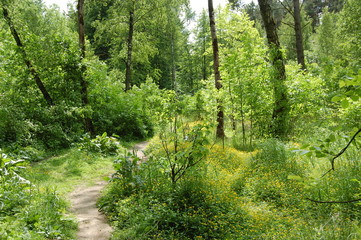 path in the forest