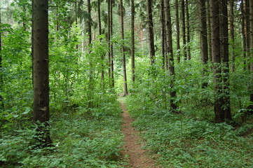 path in the forest