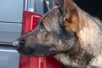 Schäferhund schaut aus dem Auto heraus 