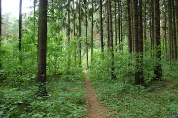 path in the forest