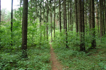 path in the forest