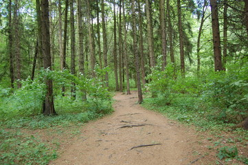 path in the forest