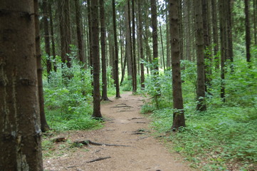 path in the forest