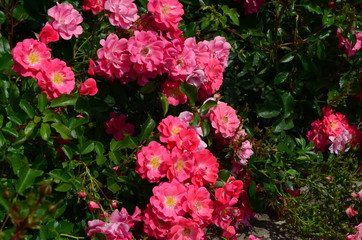 Fototapeta premium amazingly beautiful roses on the island of Nessebar Bulgaria