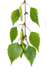 Birch branch with green leaves and earrings on a white isolated background_