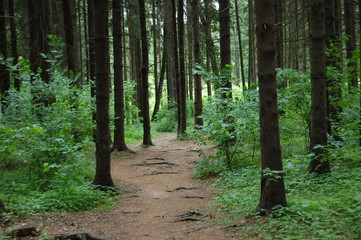 path in the forest