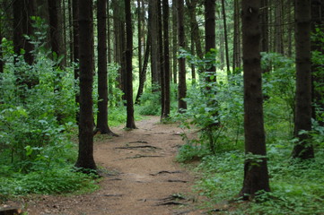 path in the forest