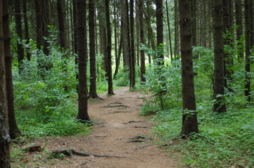 path in the forest