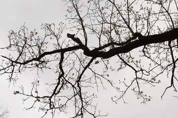abstract dry bare tree branch background