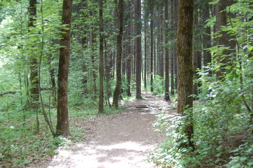 path in the forest