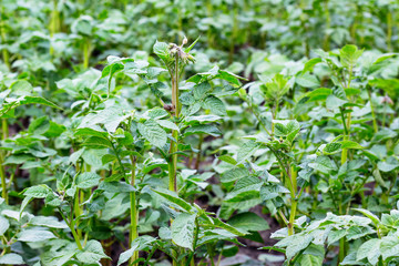 Fototapeta na wymiar Stems of potatoes with green leaves on the garden during growth_