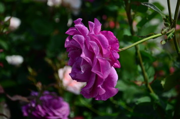 amazingly beautiful roses on the island of Nessebar Bulgaria