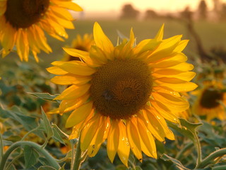 flor