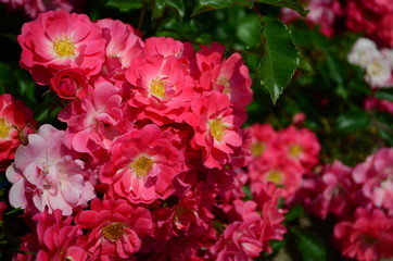 amazingly beautiful roses on the island of Nessebar Bulgaria