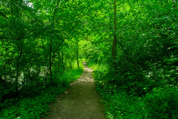 Fototapeta na wymiar Small path in Dutch forest
