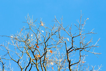 Obraz premium The tree branch with the last autumn leaves on a blue sky background in sunny weather_