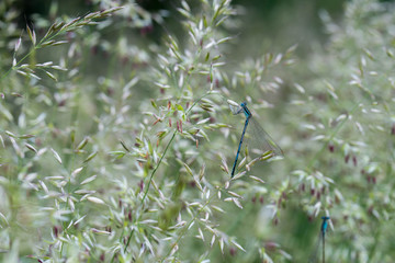 Agrostis capillaris (common bent, colonial bent, browntop) flowering grass