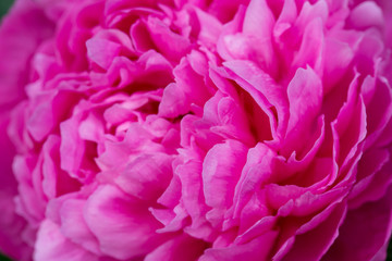 pink peony flower with dew drops macro