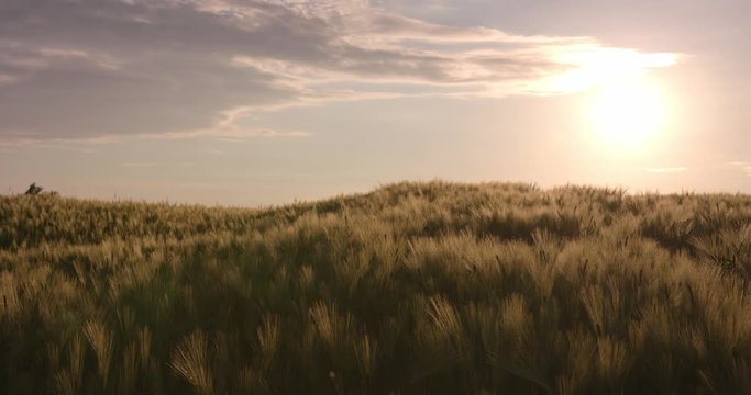 The wheat field is the sun at sunset