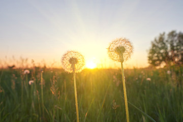 Fototapeta na wymiar Two fluffy dandelion at sunset in the field