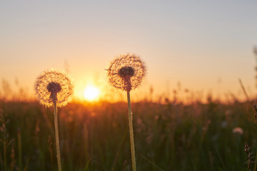 Obraz na płótnie Canvas Two fluffy dandelion at sunset in the field