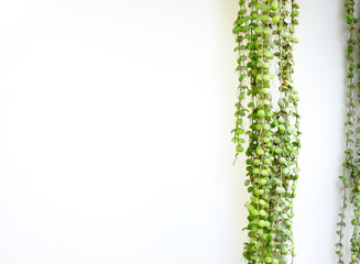 Wall decoration with green plant