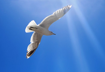 flying seagull in front of clear sky and sunbeams