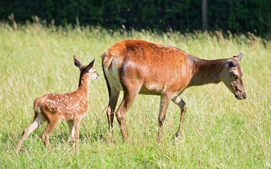 Red Deer Hind and Fawn