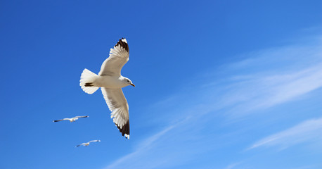 flying seagull accompanied by two other gulls
