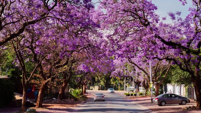 Scenic early morning timelapse in city streets with traffic, blooming Jacaranda trees and people walking to work in the summer, Pretoria, South Africa, 4K 25p.