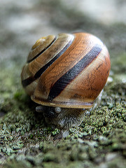 ślimak © Henryk Olszewski