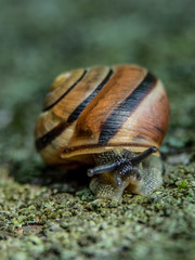 ślimak © Henryk Olszewski