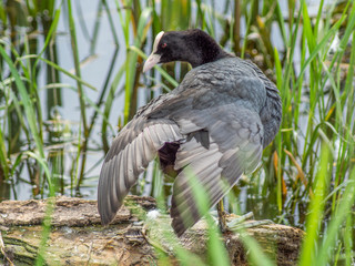 kaczka © Henryk Olszewski