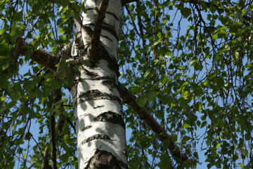 Fototapeta premium White birch tree in spring.