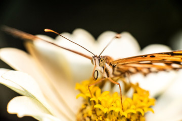 close-up