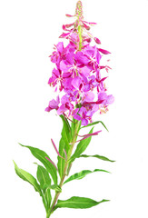 Red flower Isolated. Fireweed (Rosebay Willowherb) isolated on white background. Willow-herb isolated on white background. Medicinal plant. Blooming sally, Epilobium angustifolium.