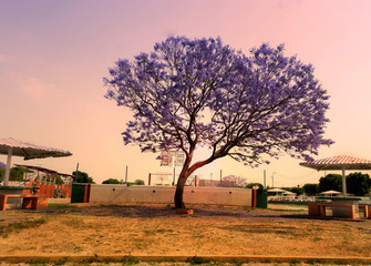 Naklejka premium Jacarandas