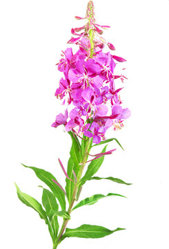 Red flower Isolated. Fireweed (Rosebay Willowherb) isolated on white background. Willow-herb isolated on white background. Medicinal plant. Blooming sally, Epilobium angustifolium.