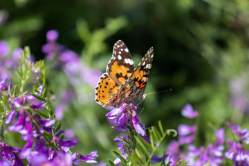 Butterfly "Vanessa cardui" among small purple flowers.