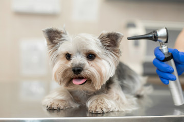 veterinarian exam a dog breed yorkshire terrier using otoscope in pet hospital